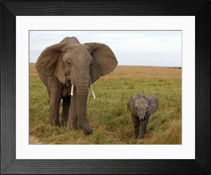 Framed Print : Picture No. 10894946 Framed Print : Picture No. 10894946