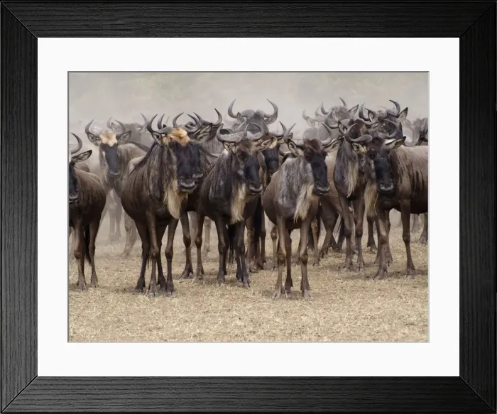Framed Print : Picture No. 10894957 Framed Print : Picture No. 10894957