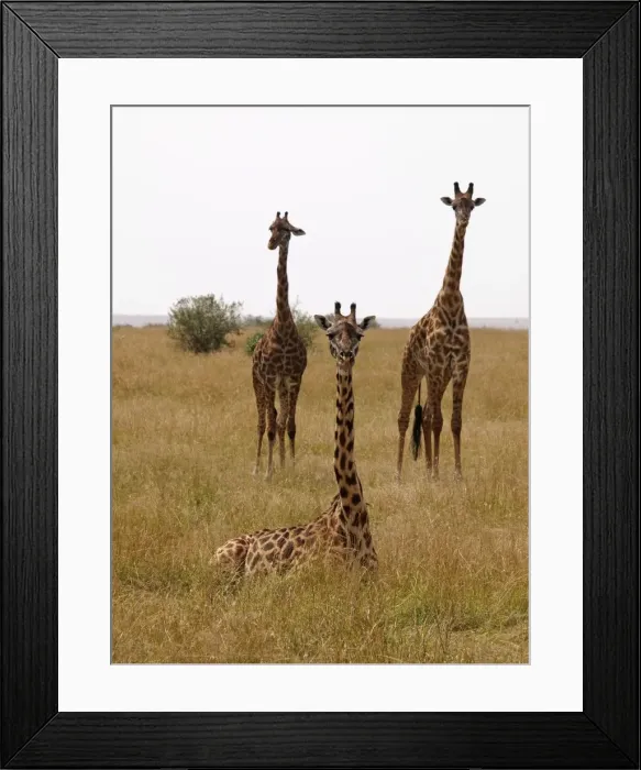 Framed Print : Picture No. 10894963 Framed Print : Picture No. 10894963