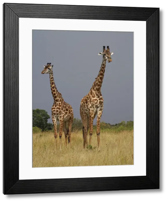Framed Print : Picture No. 10894968 Framed Print : Picture No. 10894968