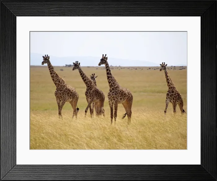 Framed Print : Picture No. 10894965