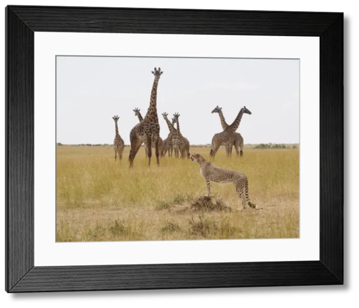 Framed Print : Picture No. 10894966 Framed Print : Picture No. 10894966