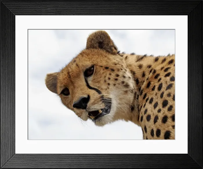 Framed Print : Picture No. 10894971 Framed Print : Picture No. 10894971