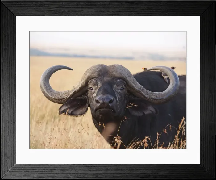 Framed Print : Picture No. 10894975 Framed Print : Picture No. 10894975
