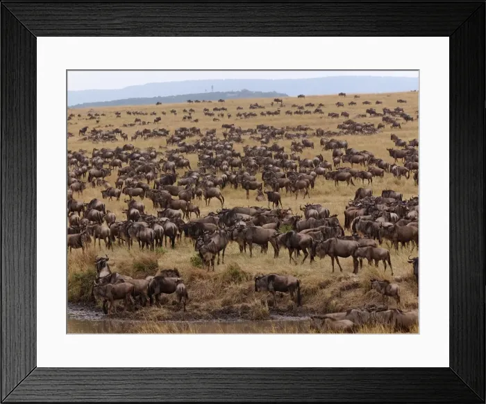 Framed Print : Picture No. 10894973 Framed Print : Picture No. 10894973