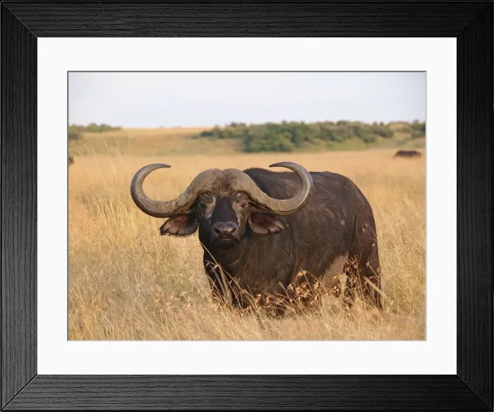 Framed Print : Picture No. 10894976 Framed Print : Picture No. 10894976