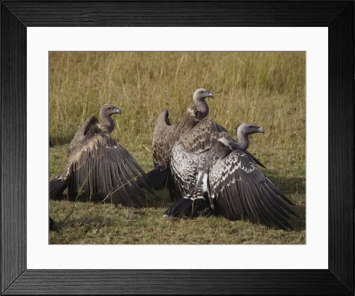 Framed Print : Picture No. 10894984 Framed Print : Picture No. 10894984