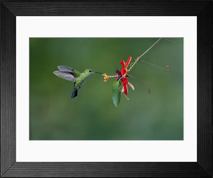 Framed Print : Picture No. 10895067 Framed Print : Picture No. 10895067