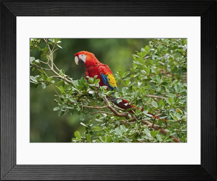 Framed Print : Picture No. 10895060 Framed Print : Picture No. 10895060