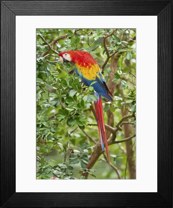 Framed Print : Picture No. 10895062 Framed Print : Picture No. 10895062