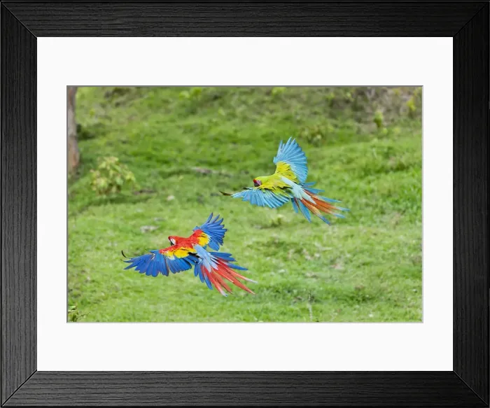 Framed Print : Picture No. 10895064 Framed Print : Picture No. 10895064