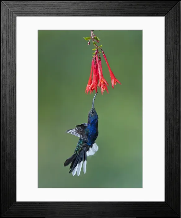 Framed Print : Picture No. 10895071 Framed Print : Picture No. 10895071