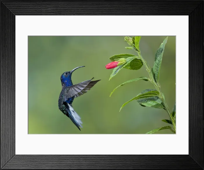 Framed Print : Picture No. 10895072 Framed Print : Picture No. 10895072