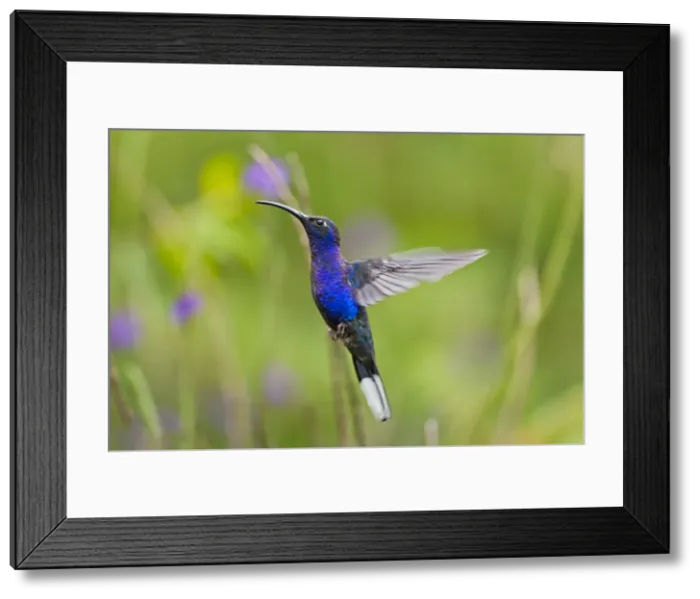 Framed Print : Picture No. 10895066 Framed Print : Picture No. 10895066
