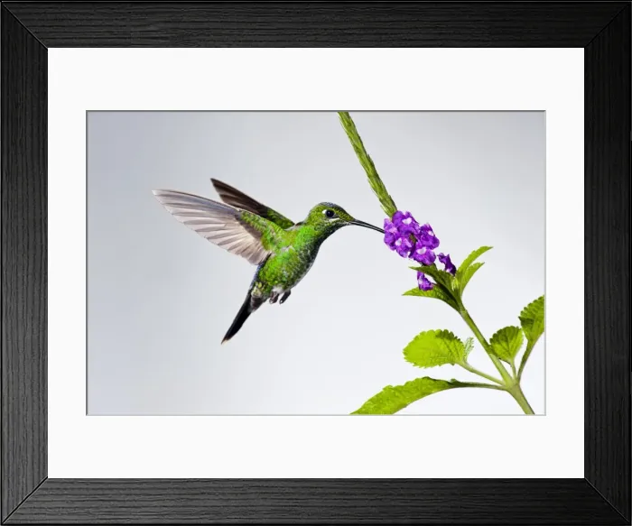Framed Print : Picture No. 10895074 Framed Print : Picture No. 10895074