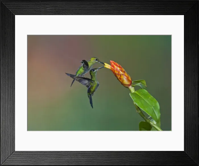 Framed Print : Picture No. 10895069 Framed Print : Picture No. 10895069