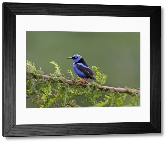 Framed Print : Picture No. 10895077 Framed Print : Picture No. 10895077