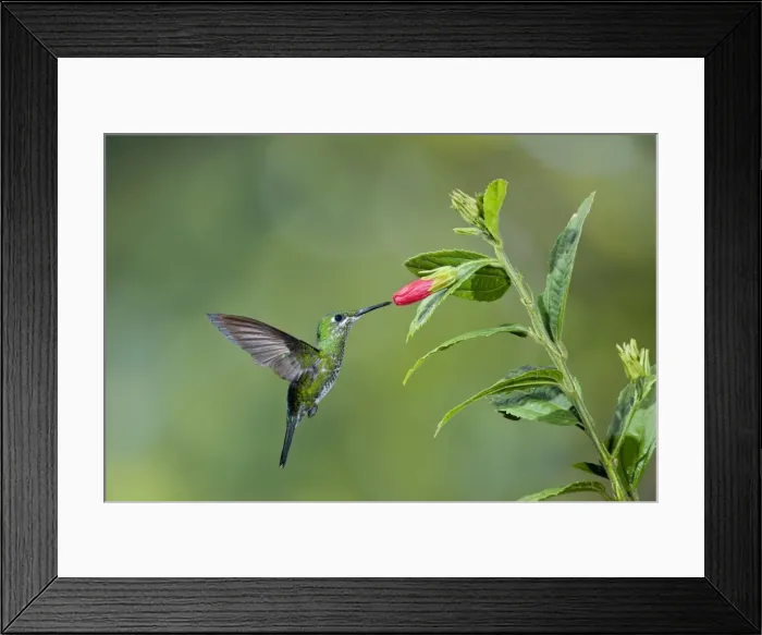Framed Print : Picture No. 10895073 Framed Print : Picture No. 10895073