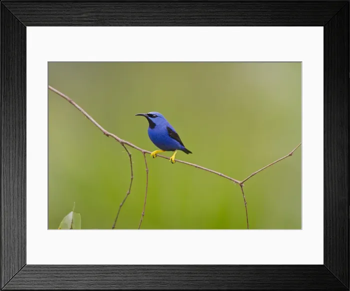 Framed Print : Picture No. 10895078 Framed Print : Picture No. 10895078