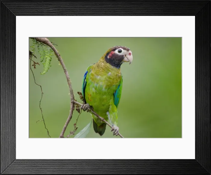 Framed Print : Picture No. 10895075 Framed Print : Picture No. 10895075