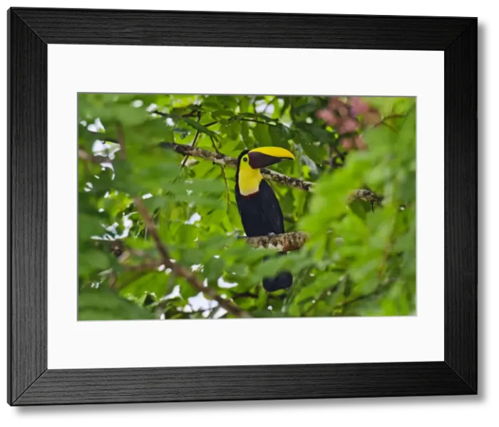 Framed Print : Picture No. 10895081 Framed Print : Picture No. 10895081