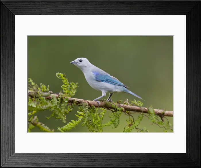 Framed Print : Picture No. 10895079