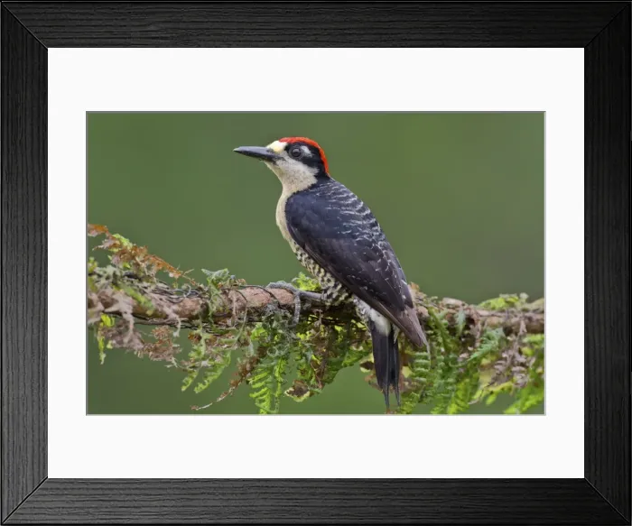 Framed Print : Picture No. 10895076 Framed Print : Picture No. 10895076
