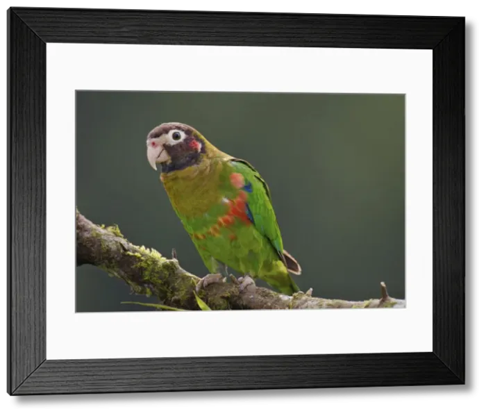 Framed Print : Picture No. 10895086
