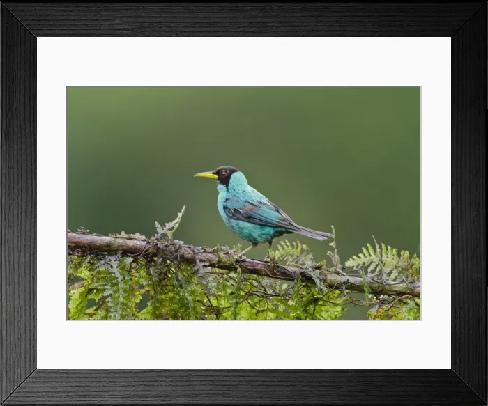 Framed Print : Picture No. 10895082 Framed Print : Picture No. 10895082