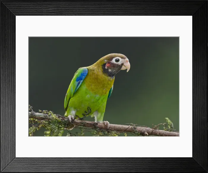 Framed Print : Picture No. 10895087 Framed Print : Picture No. 10895087