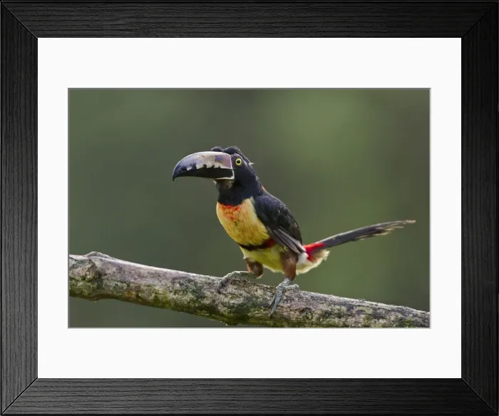 Framed Print : Picture No. 10895088