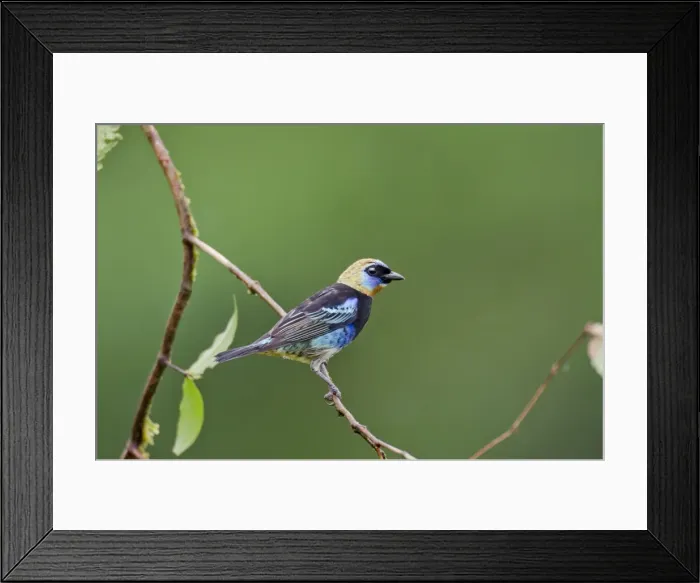 Framed Print : Picture No. 10895083 Framed Print : Picture No. 10895083