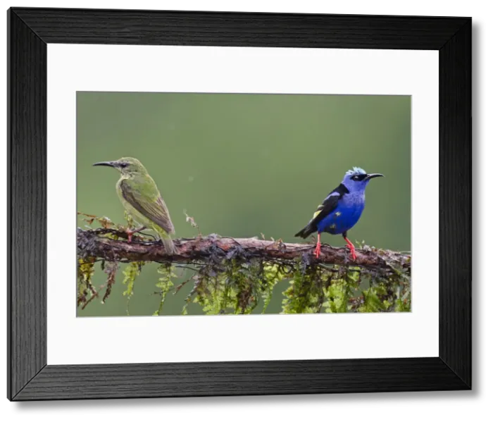 Framed Print : Picture No. 10895084 Framed Print : Picture No. 10895084
