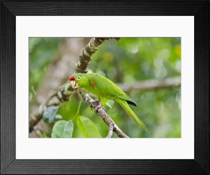 Framed Print : Picture No. 10895090 Framed Print : Picture No. 10895090