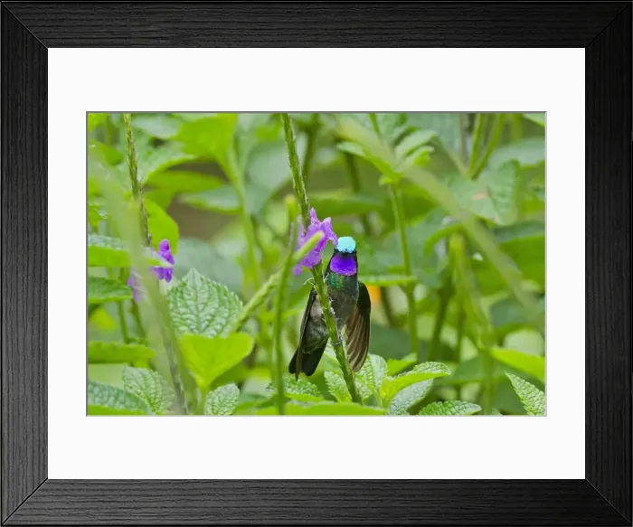 Framed Print : Picture No. 10895091 Framed Print : Picture No. 10895091