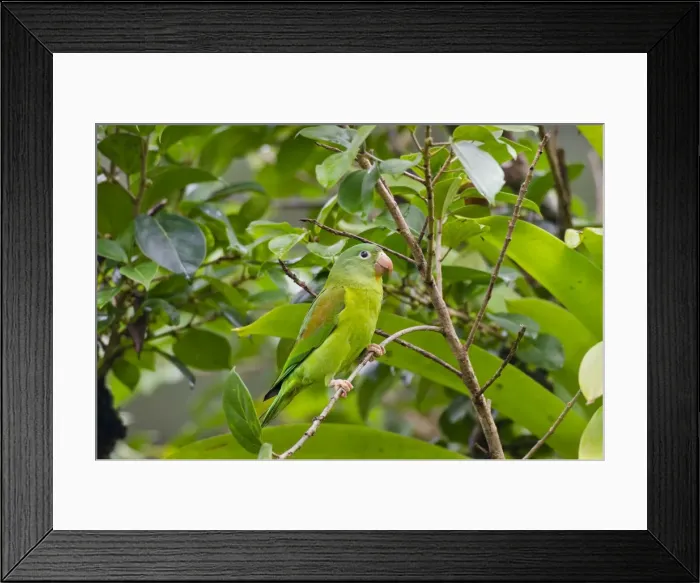 Framed Print : Picture No. 10895092 Framed Print : Picture No. 10895092