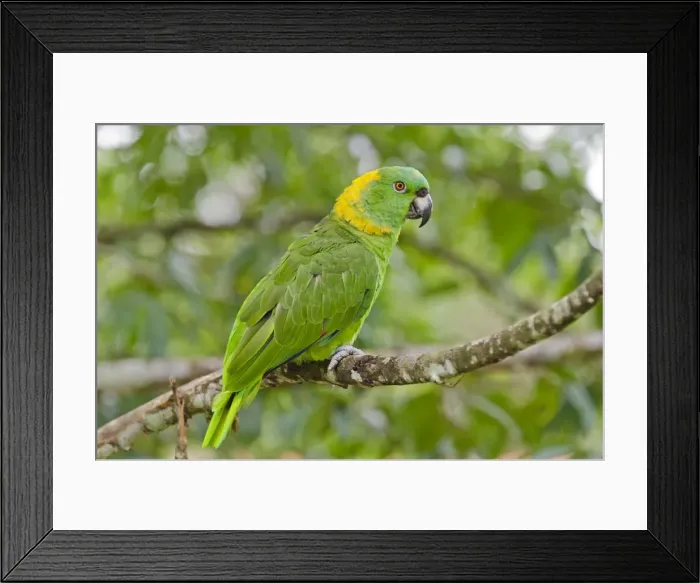 Framed Print : Picture No. 10895089 Framed Print : Picture No. 10895089