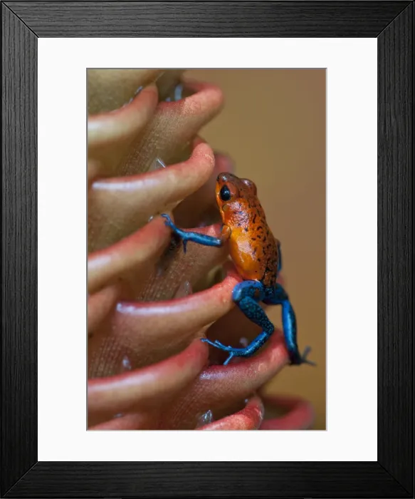 Framed Print : Picture No. 10895095 Framed Print : Picture No. 10895095
