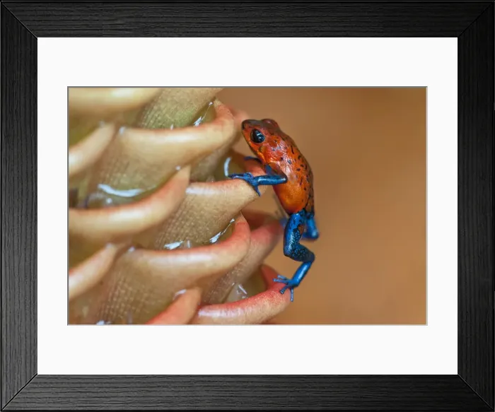 Framed Print : Picture No. 10895098 Framed Print : Picture No. 10895098