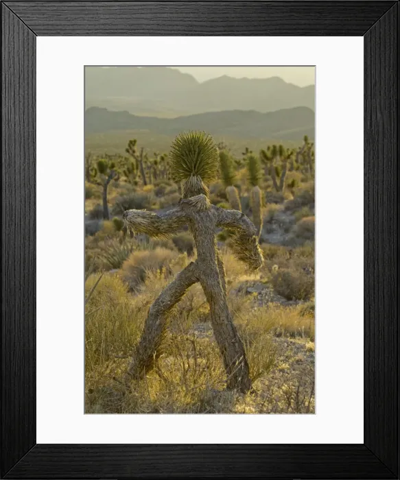 Framed Print : Picture No. 10895099 Framed Print : Picture No. 10895099
