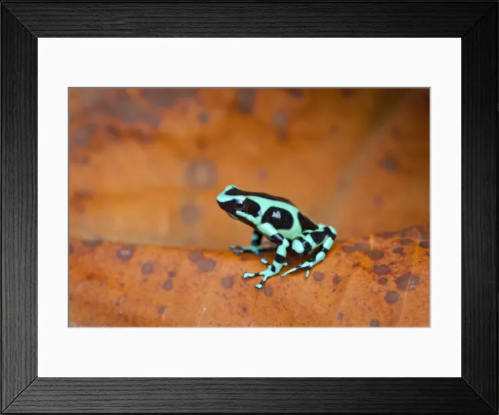 Framed Print : Picture No. 10895094 Framed Print : Picture No. 10895094