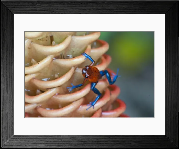 Framed Print : Picture No. 10895096 Framed Print : Picture No. 10895096