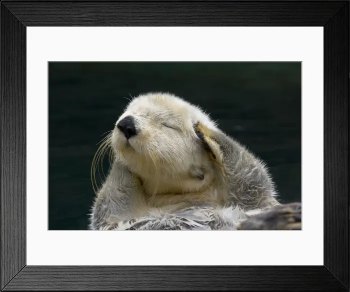 Framed Print : Picture No. 10895101