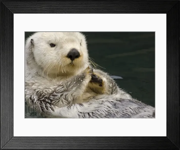Framed Print : Picture No. 10895100 Framed Print : Picture No. 10895100