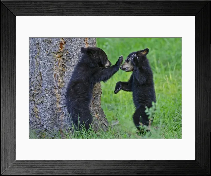 Framed Print : Picture No. 10895104 Framed Print : Picture No. 10895104