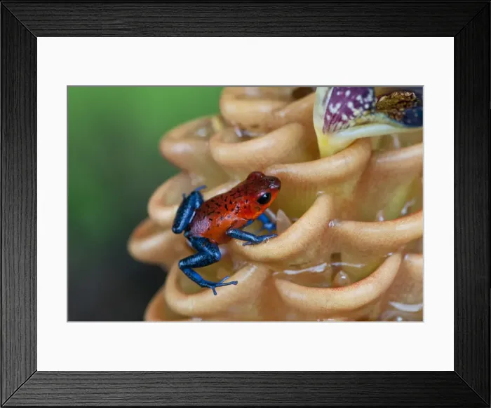 Framed Print : Picture No. 10895097 Framed Print : Picture No. 10895097