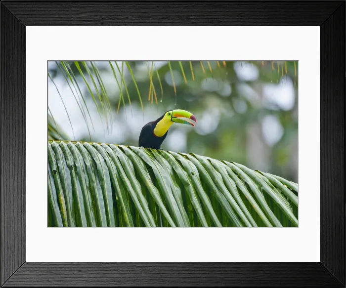 Framed Print : Picture No. 10895040 Framed Print : Picture No. 10895040