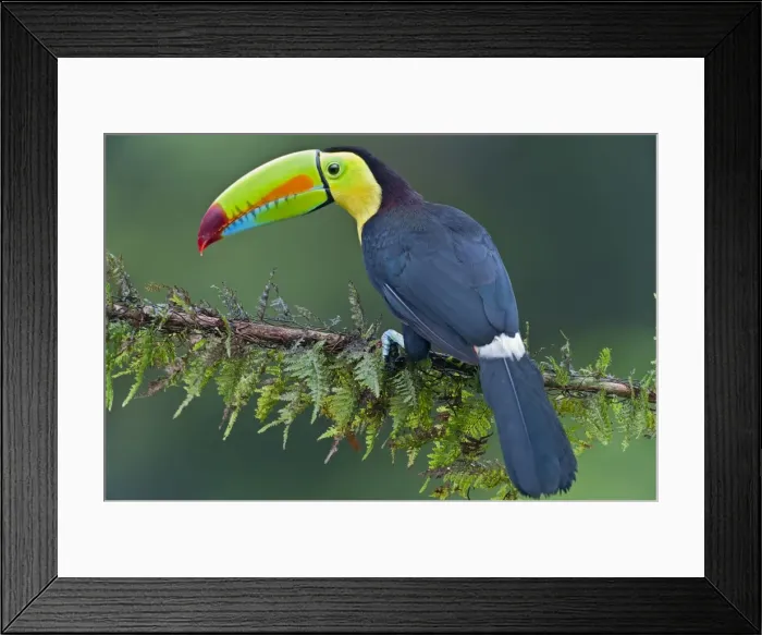 Framed Print : Picture No. 10895041 Framed Print : Picture No. 10895041