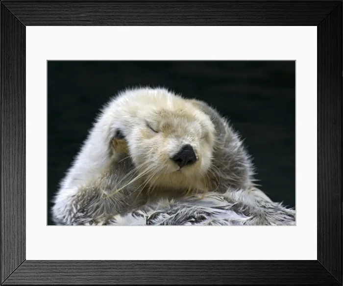 Framed Print : Picture No. 10895102 Framed Print : Picture No. 10895102