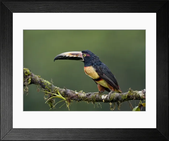 Framed Print : Picture No. 10895043 Framed Print : Picture No. 10895043